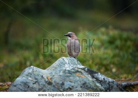 Garrulus glandarius. Expanded throughout Europe. Photographed in Finland. Wildlife of Finland. Beautiful picture. Bird. Free nature. From bird life. Karelia.