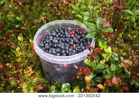 Wild Ripe Blueberry And Cranberry In Plastic Bowl In Summer Forest.