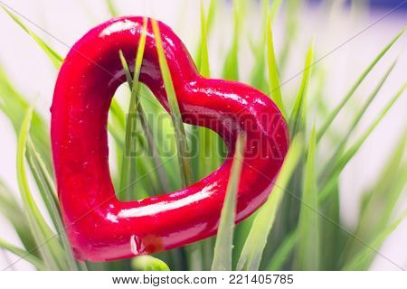 The concept of Love, Valentine's Day with a green plant and a red heart, white background, close up