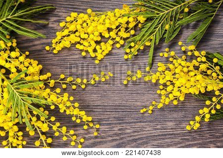 Yellow Mimosa On A Wooden Background.