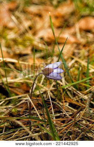 Hepatica nobilis Schreb spring blue flower on spring background.