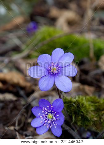 Blue protected and endangered spring flower Hepatica nobilis Schreb.