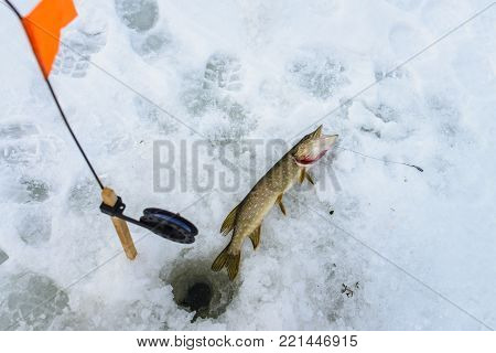 Just caught pike by tip-up tackle , snow winter fishing.