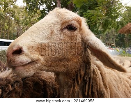 Close up white sheep in the farm