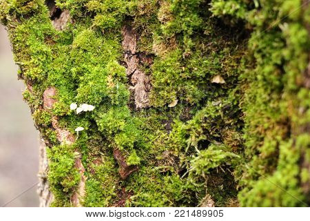 Beautiful moss and lichen covered tree. Bright green moss background. Saturated green abstract pattern. Shallow focus. Filled full frame picture. Moss with autumn wilted brown leaves. 