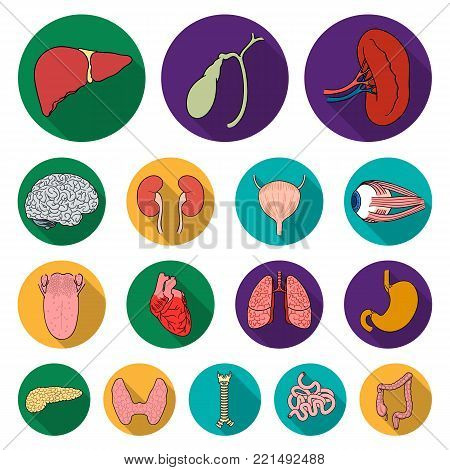 Human organs flat icons in set collection for design. Anatomy and internal organs vector symbol stock  illustration.