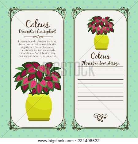 Vintage label template with decorative coleus plant in pot, vector illustration