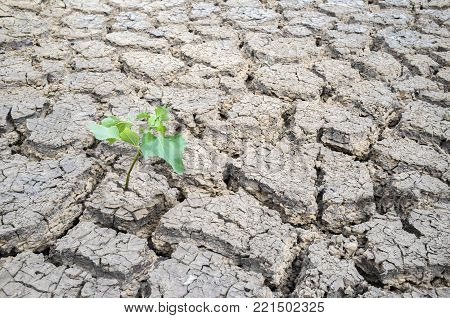 Plant sprouting in dried cracked river bed soil. Overharvesting of rivers for agricultural purposes concept