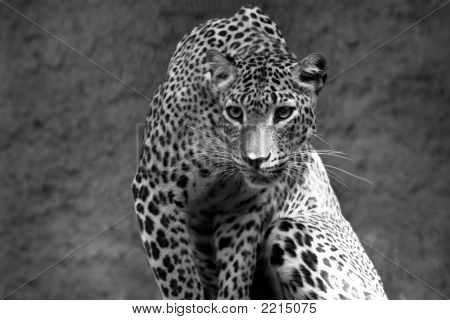 Leopard kémkedett a prédáját