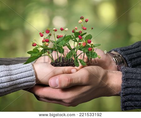 The hands of an adult and child holding sprigs with berries of wild strawberry
