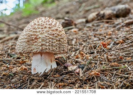 Neoboletus Luridiformis In The Natural Environment