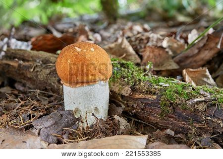 Neoboletus Luridiformis In The Natural Environment