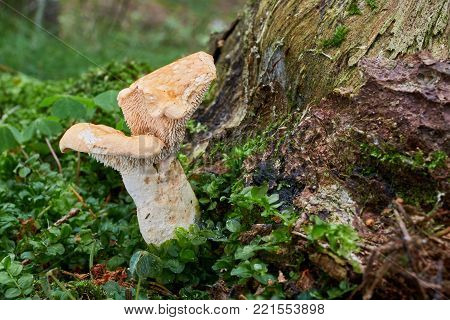 Neoboletus Luridiformis In The Natural Environment