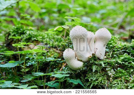 Neoboletus Luridiformis In The Natural Environment