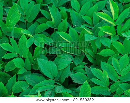 Green leaf texture / leaf texture background / Copy space