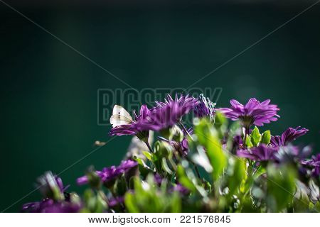 A butterfly amongst beautiful purple flowers at Lake Arnensee