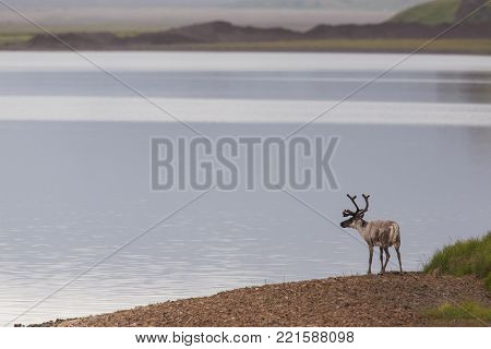 Raindeer on the seashore on Iceland. Wildlife nordic scenery. Wild animal standing by the water.