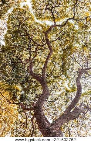 Large Samanea and saman tree with branch, gold leave