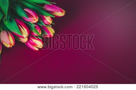 Beautiful tulips on burgundy background. Warm spring theme