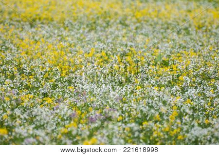 Field of bright yellow rapeseed in spring. Rapeseed Brassica napus oil seed rape