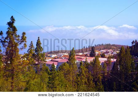 Pine forest in Vilaflor mountain village with beautiful white clouds on the horizon.Tenerife,Canary Islands,Spain.
