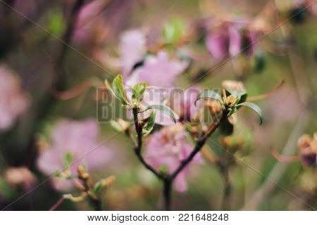 Panoramic view on White spring narcissus flowers. tropical flower also known as daffodil, daffadowndilly, and jonquil