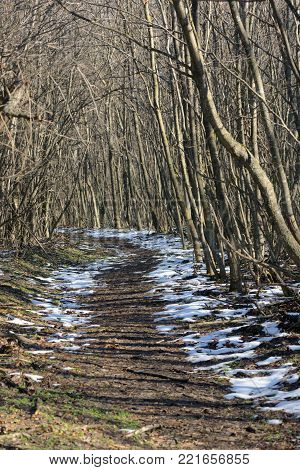 Winter forest at dusk and path, in spring time