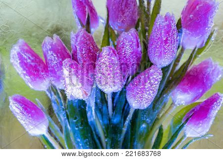 Close up bunch of violet tulips frozen in piece of ice