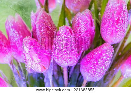 Close up bunch of violet tulips frozen in piece of ice