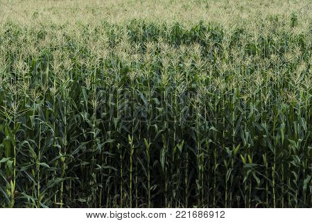 the tall corn plantation in Mexico is principal source for tortilla