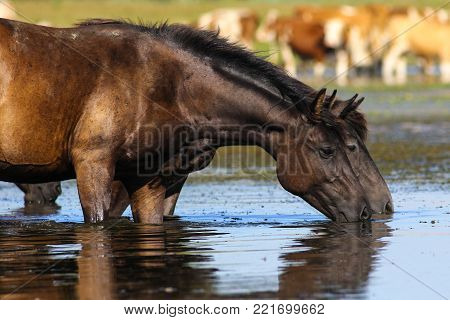 Two wild black horses drinking water on watering place