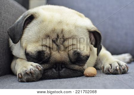 Small sad puppy pug sleeping on sofa with dogs biscuit