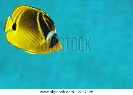 Тропические рыбы.