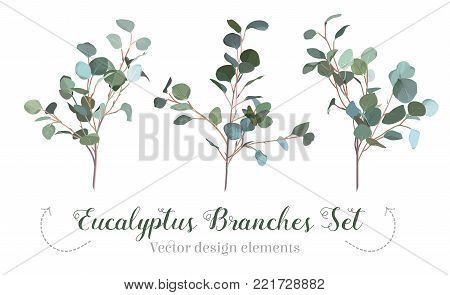 Silver dollar eucalyptus selection branches vector design set. Cute rustic wedding greenery. Mint, blue tones. Watercolor style collection. Mediterranean tree. All elements are isolated and editable
