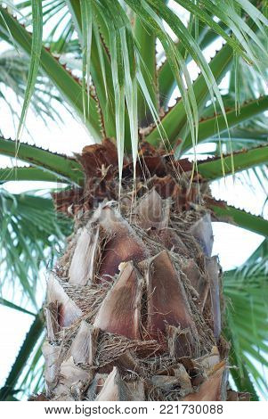 Close Up of a Palmtree. Holliday Background. Summer