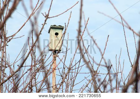 A Birdhouse Between A Tree Branches On A Bright Cold Winter Day With A Blue Sky. Copy Space