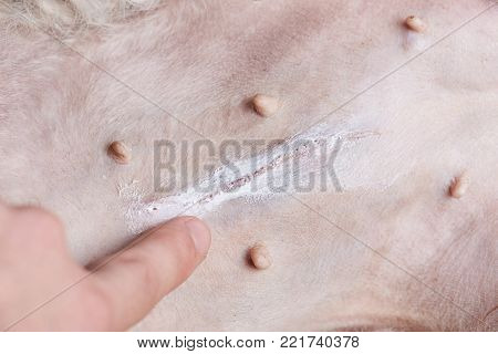 Dog belly with scar from surgery close-up