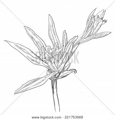 Hand Drawn Flowers Lilies on a white background. Isolated vector illustration in line art style. Template card, invitation, banner, tattoo, design element.