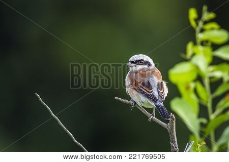 Red-backed shrike in Kruger national park, South Africa ; Specie Lanius collurio family of Laniidae