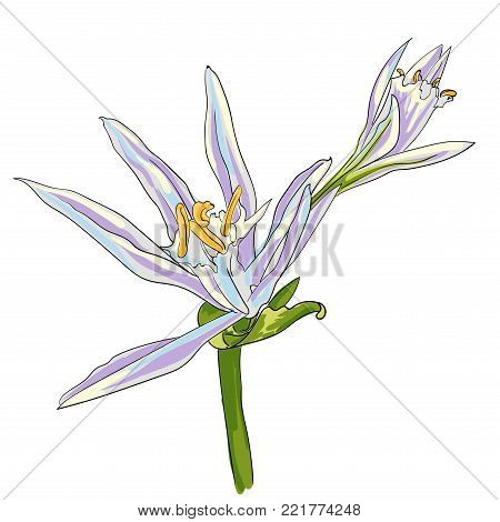 Hand Drawn Flowers Lilies on a white background. Isolated vector illustration in line art style. Template card, invitation, banner, tattoo, design element.
