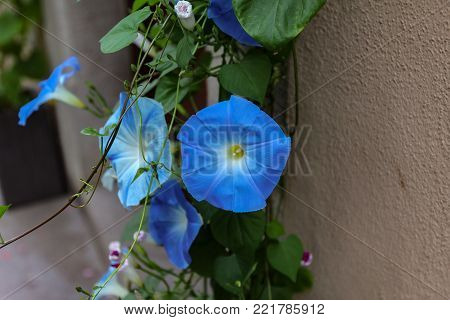 Blue Flower Convolvulus / Beautiful Flowers At Home