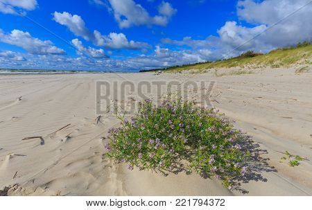 Empty Beach And Clomp Of Blue Flowers In Foreground In Summer, Palanga, Lithuania, Europe