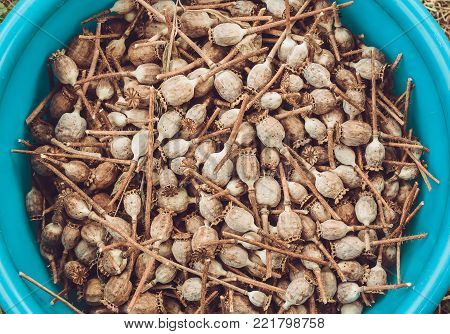 Dried poppy pods in a plastic cup.