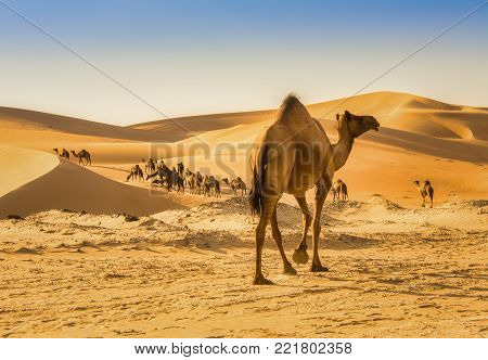 Camel In Liwa Desert