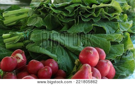 Fresh radishes with a bunch of cabbage in the background