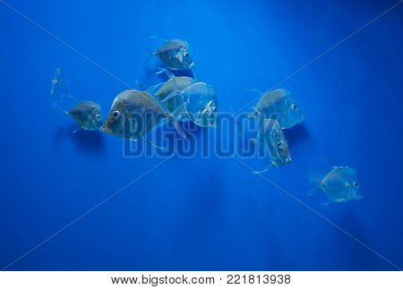 A Game Fish Lookdown (selene Vomer)