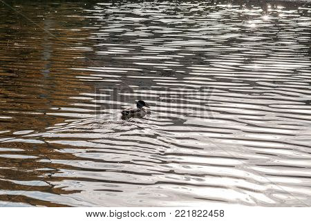 Ducks floating in a dark autumn pond