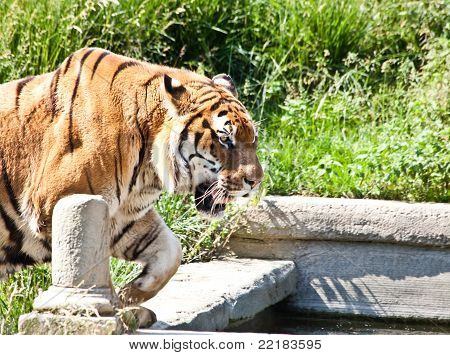 Walking Tiger (panthera Tigris)