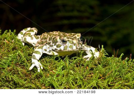 Bufo viridis. Grønne tudse på naturen baggrund.