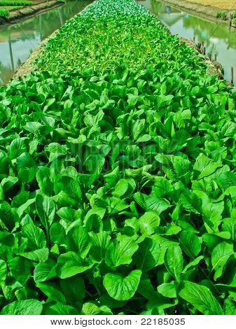 Fila vegetale In fattoria